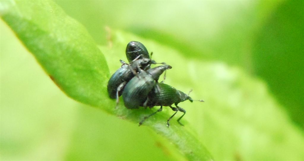 Perapion violaceum (cf.) - Apionidae